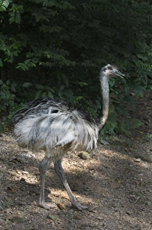 Rhea, Rhea americana Chile South America