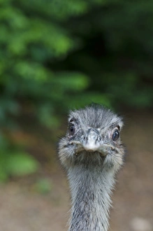 Rhea, Rhea americana Chile South America