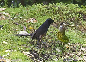 Ribbon-tailed Astrapia Astrapia mayeri female in dispute with Brehms Tiger Parrot