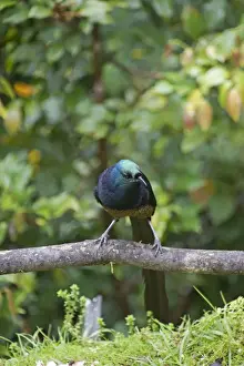 Papua New Guinea Prints: Ribbon-tailed Astrapia Astrapia mayeri female Kumul Lodge Western Highlands Papua
