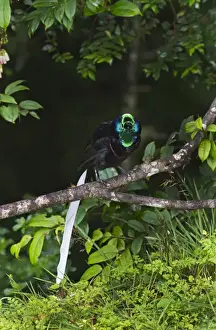 Papua New Guinea Prints: Ribbon-tailed Astrapia Astrapia mayeri male Kumul Lodge Western Highlands Papua New