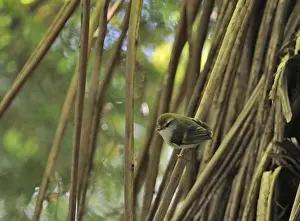 : Rifleman Accanthisitta chloris male with food in bill North Island New Zealand