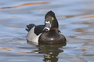 Male Prints: Ring-necked Duck Aythya collaris male New Mexico winter
