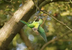 Ring-necked Parakeet Richmond Park London