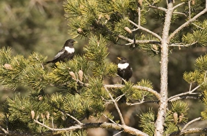 Ring Ouzel Turdus torquatas Great Caucasus Georgia April