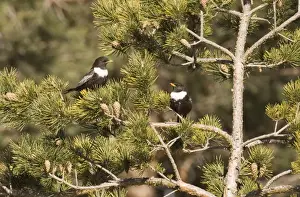 Ring Ouzel Turdus torquatas Great Caucasus Georgia April