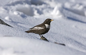Ring Ouzel Turdus torquatas male Great Caucasus Georgia April