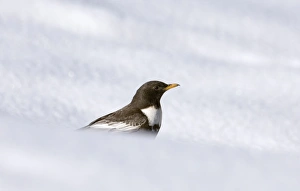 Ring Ouzel Turdus torquatas male Great Caucasus Georgia April