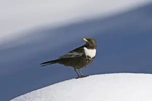 Ring Ouzel Turdus torquatas male Great Caucasus Georgia April