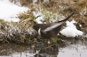 Ring Ouzel Turdus torquatus (alpestris) male Great Caucasus Georgia April