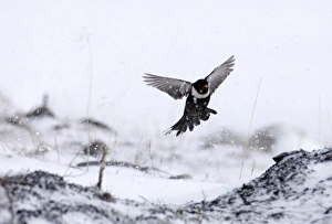 Ring Ouzel Turdus torquatus (alpestris) male Great Caucasus Georgia April