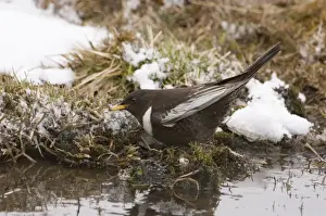 Ring Ouzel Turdus torquatus (alpestris) male Great Caucasus Georgia April