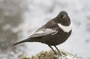 Caucasus Prints: Ring Ouzel Turdus torquatus (alpestris) male Great Caucasus Georgia April