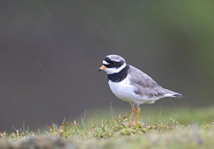 Plover Prints: Ringed Plover, Charadrius hiaticula, adult in pouring rain, Shetland, June
