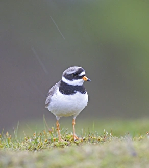 Ringed Plover, Charadrius hiaticula, adult in pouring rain, Shetland, June