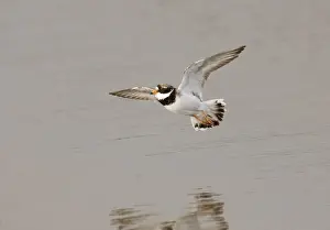 Plover Prints: Ringed Plover Charadrius hiaticula adult spring Norfolk