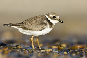 Ringed Plover Charadrius hiaticula juvenile September Salthouse North Norfolk