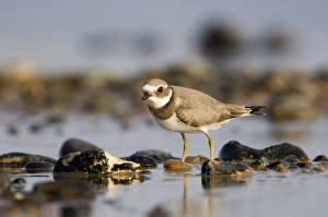 Ringed Plover Charadrius hiaticula juvenile September Salthouse North Norfolk