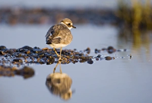 Ringed Plover Charadrius hiaticula juvenile September Salthouse North Norfolk