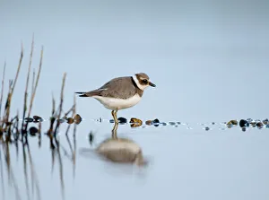 Ringed Plover Charadrius hiaticula juvenile September Salthouse North Norfolk