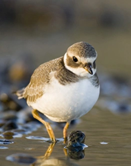 Ringed Plover Charadrius hiaticula juvenile September Salthouse North Norfolk