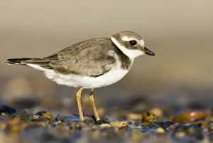 Ringed Plover Charadrius hiaticula juvenile September Salthouse North Norfolk