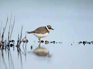 Trending: Ringed Plover Charadrius hiaticula juvenile September Salthouse North Norfolk
