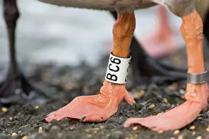Bird Prints: Rings including letter ring on Greylag Goose Caerlaverock Scotland winter