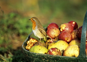 Robin Erithacus rubecula winter UK