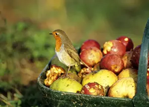 Images Dated 2008: Robin Erithacus rubecula on basket of windfall apples in garden Kent UK