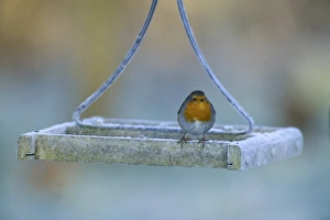 Robin Erithacus rubecula on bird table in garden in winter Kent UK Robin Erithacus rubecula on bird table in garden in winter Kent UK