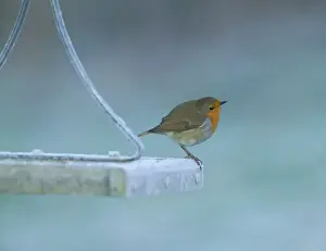 Bird Prints: Robin Erithacus rubecula on bird table in garden in winter Kent UK