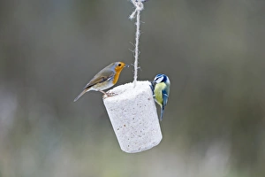 Robin Erithacus rubecula and Blue Tit feeding on fat feeder in garden Norfolk winter Robin Erithacus rubecula and Blue Tit feeding on fat feeder in garden Norfolk winter