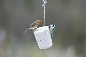 Garden Prints: Robin Erithacus rubecula and Blue Tit feeding on fat feeder in garden Norfolk winter
