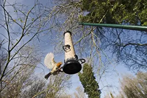 Garden Prints: Robin Erithacus rubecula at feeder in garden Norfolk winter