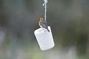 Robin Erithacus rubecula feeding on fat feeder in garden Norfolk winter