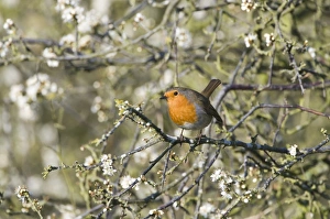 Robin Erithacus rubecula in flowering Buckthorn Norfolk April Robin Erithacus rubecula in flowering Buckthorn Norfolk April
