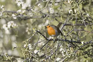 Robin Prints: Robin Erithacus rubecula in flowering Buckthorn Norfolk April