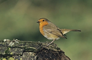 Robin Erithacus rubecula winter UK