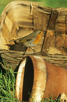 Robin Erithacus rubecula winter UK