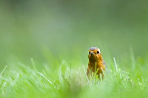 Robin Erithacus rubecula on garden lawn Norfolk spring