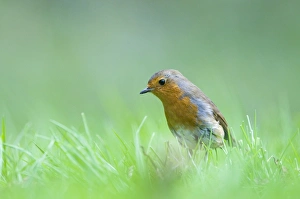 Robin Erithacus rubecula on garden lawn Norfolk spring