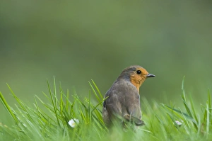 Robin Erithacus rubecula on garden lawn Norfolk spring