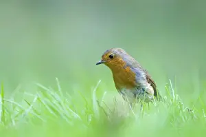 Robin Erithacus rubecula on garden lawn Norfolk spring