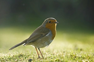 Robin Erithacus rubecula on garden lawn UK autumn