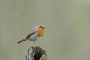 Robin Erithacus rubecula in garden Norfolk
