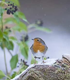 Robin Erithacus rubecula in garden Norfolk winter