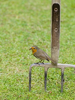 Robin Prints: Robin erithacus rubecula in garden spring UK