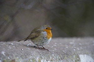 Robin Erithacus rubecula on garden wall Norfolk