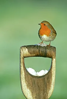 Robin, Erithacus rubecula, on gardeners fork handle, winter, Kent, UK Robin, Erithacus rubecula, on gardeners fork handle, winter, Kent, UK